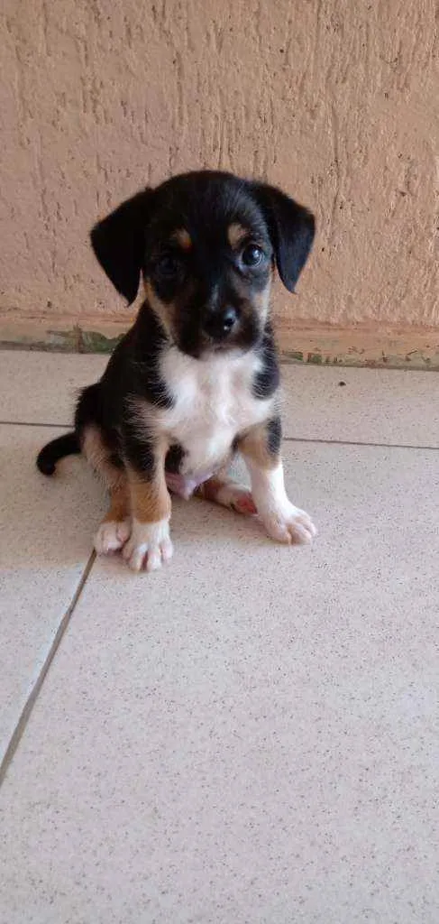Cachorro ra a Vira lata idade Abaixo de 2 meses nome Sem nome
