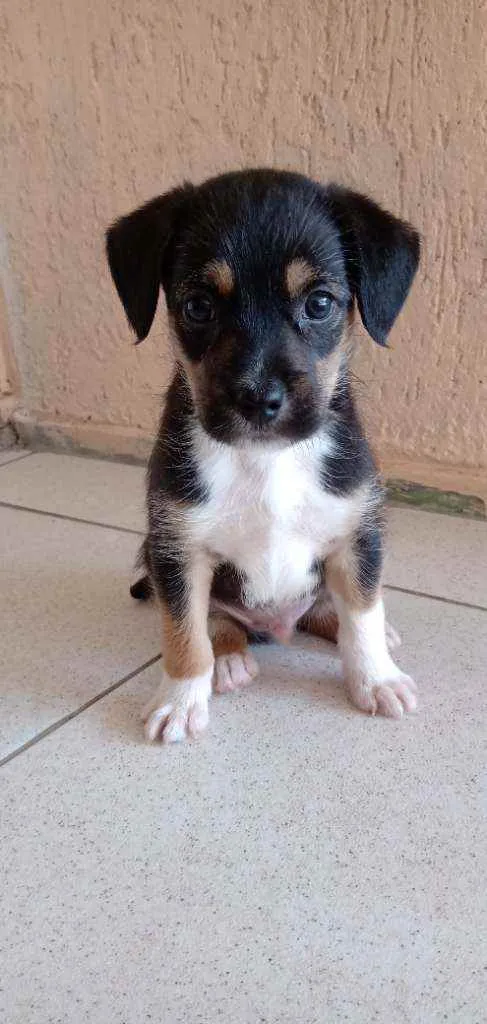 Cachorro ra a Vira lata idade Abaixo de 2 meses nome Sem nome