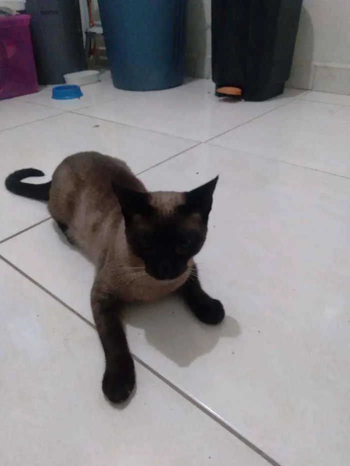 Gato ra a  idade 1 ano nome VESGO , CINZA