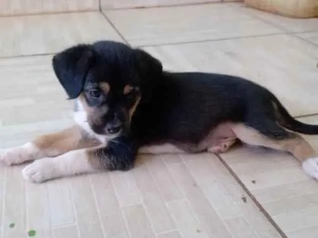 Cachorro ra a Vira lata idade Abaixo de 2 meses nome Sem nome