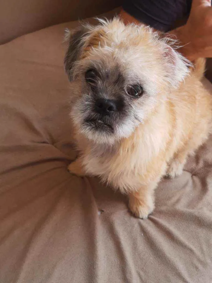 Cachorro ra a Shitzu idade 1 ano nome Júnior