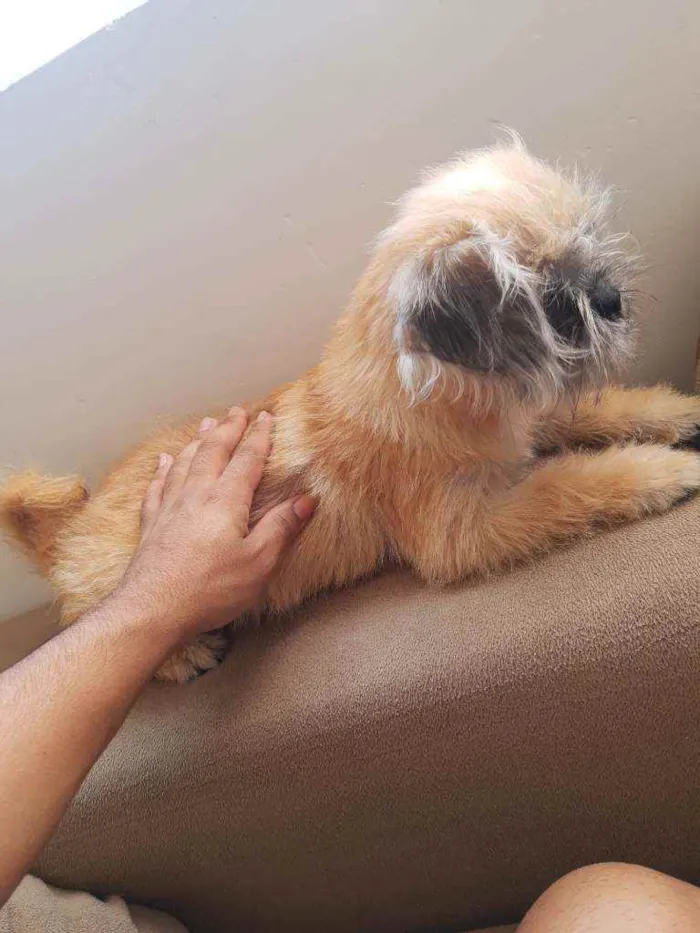 Cachorro ra a Shitzu idade 1 ano nome Júnior