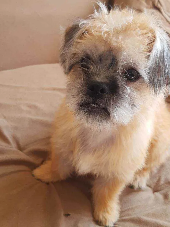 Cachorro ra a Shitzu idade 1 ano nome Júnior
