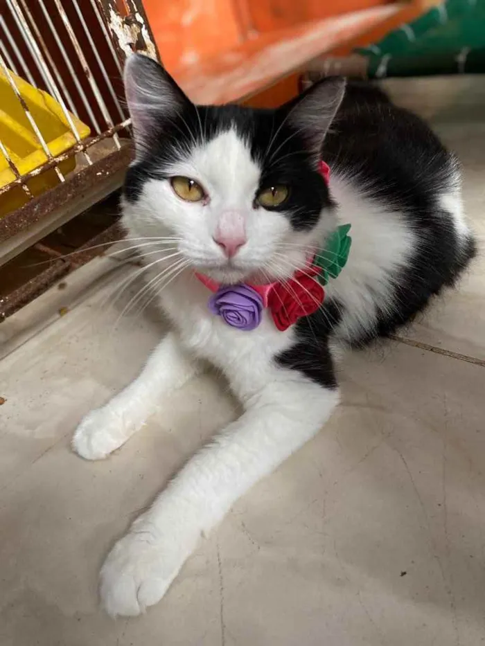 Gato ra a  idade 1 ano nome Channel 