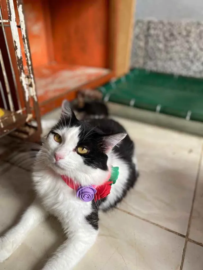 Gato ra a  idade 1 ano nome Channel 
