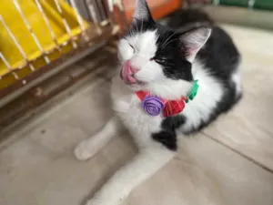 Gato raça  idade 1 ano nome Channel 