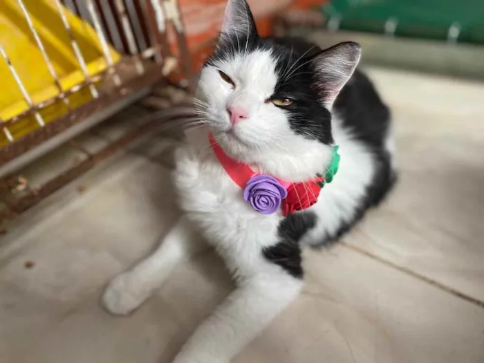 Gato ra a  idade 1 ano nome Channel 