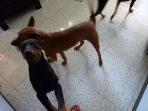 Cachorro raça Mista  idade 2 anos nome Pérola 