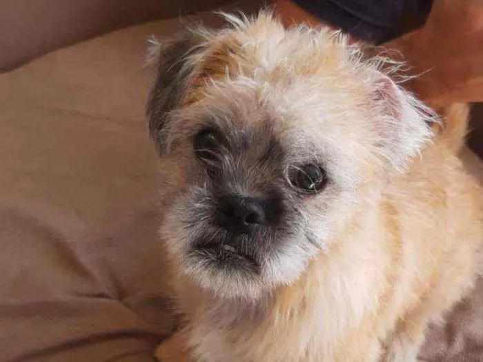 Cachorro ra a Shitzu idade 1 ano nome Júnior