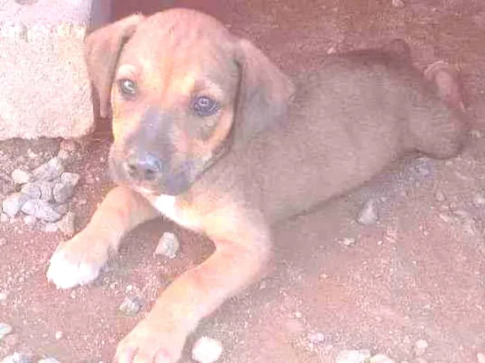 Cachorro ra a SRD idade 2 a 6 meses nome Pitoco