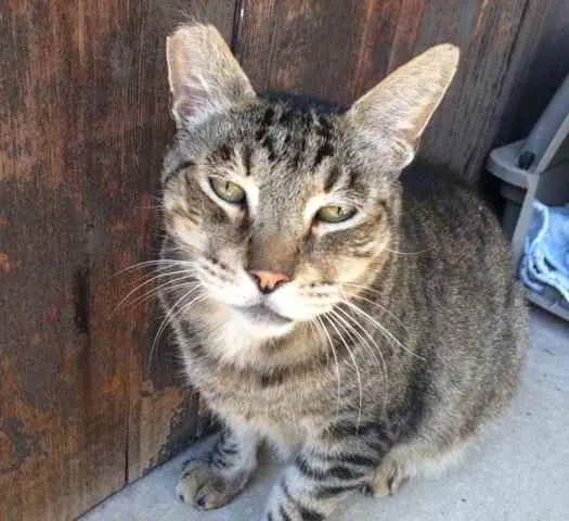 Gato ra a  idade 2 anos nome Nick