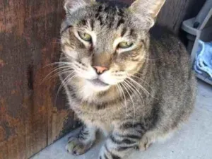 Gato raça  idade 2 anos nome Nick