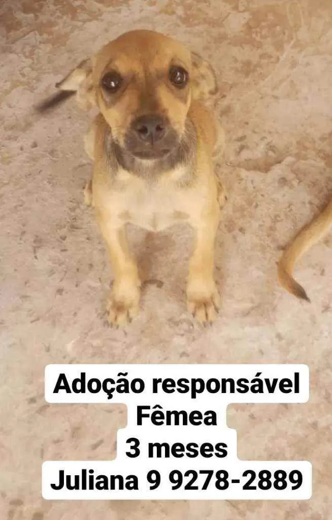 Cachorro ra a Vira lata idade 2 a 6 meses nome N