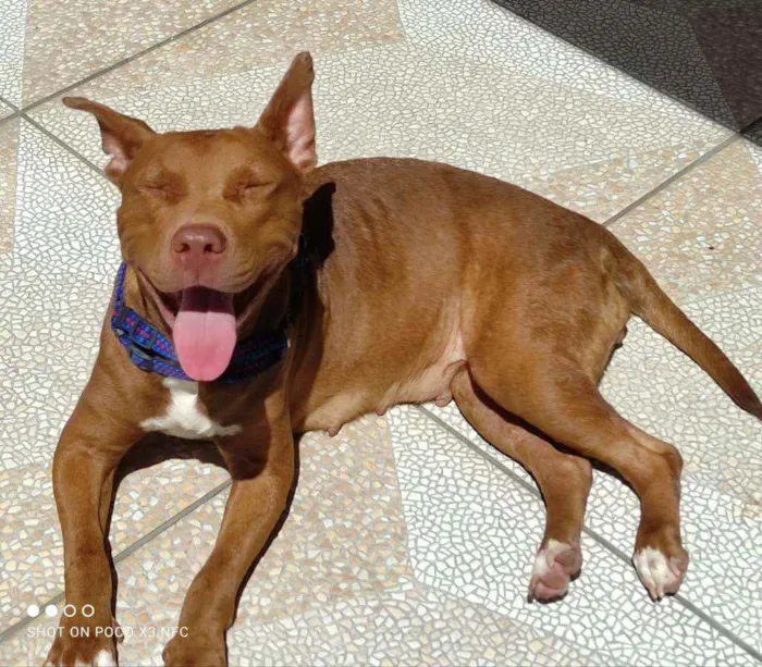 Cachorro ra a Pitbull idade 1 ano nome Mel