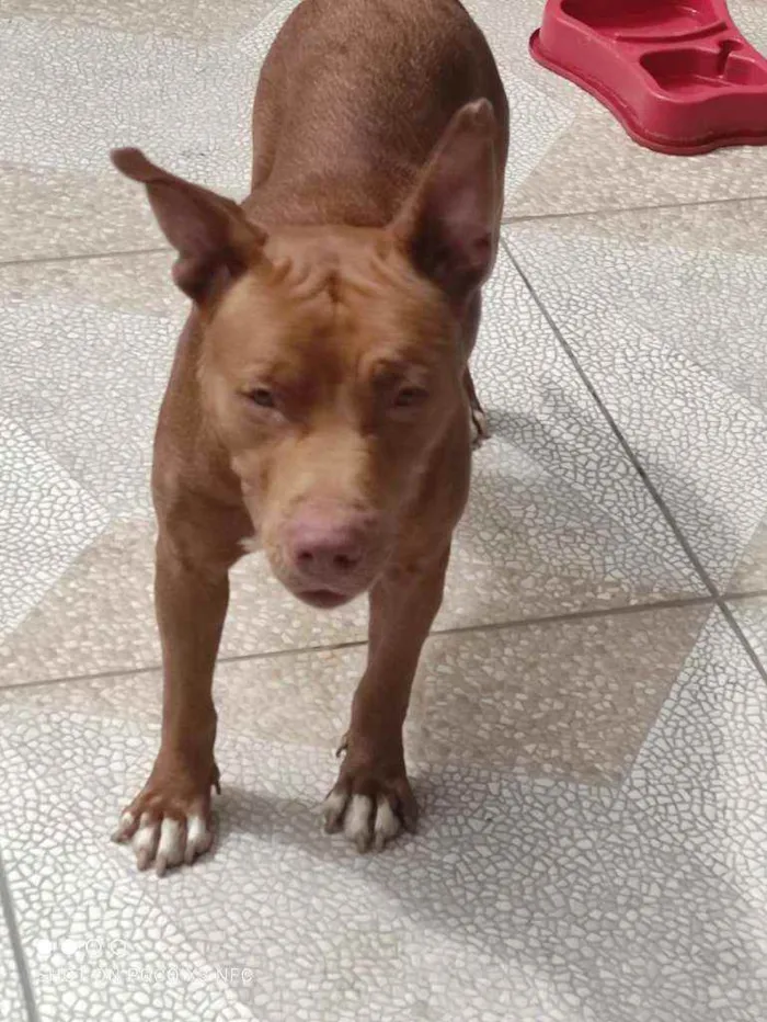 Cachorro ra a Pitbull idade 1 ano nome Mel