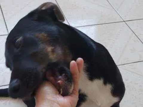 Cachorro ra a Vira lata  idade 2 a 6 meses nome ESPOLETA 