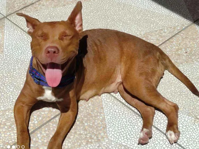 Cachorro ra a Pitbull idade 1 ano nome Mel