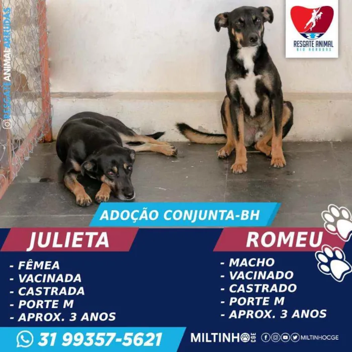 Cachorro ra a SEM RAÇA DEFINIDA idade 2 anos nome ROMEU E JULIETA