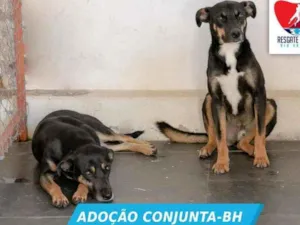 Cachorro raça SEM RAÇA DEFINIDA idade 2 anos nome ROMEU E JULIETA