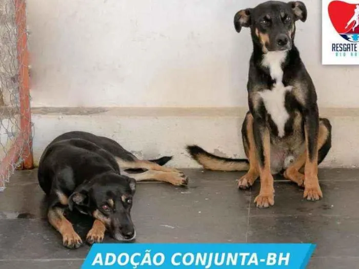 Cachorro ra a SEM RAÇA DEFINIDA idade 2 anos nome ROMEU E JULIETA