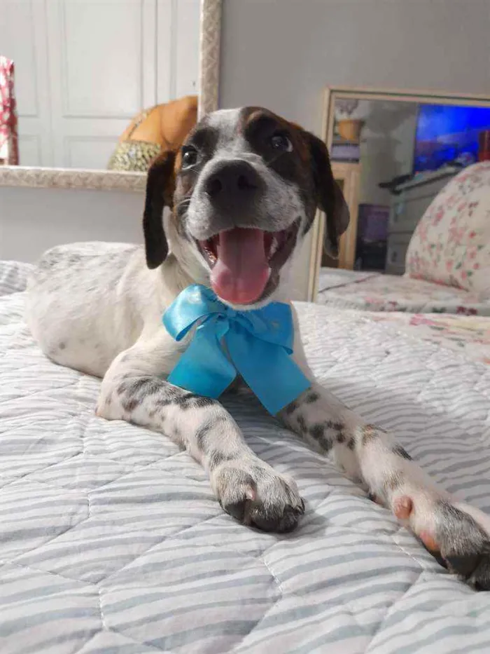 Cachorro ra a SRD idade 2 a 6 meses nome Dudu