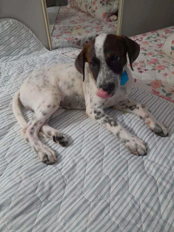 Cachorro ra a SRD idade 2 a 6 meses nome Dudu