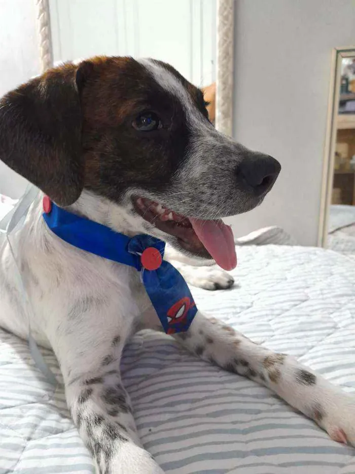 Cachorro ra a SRD idade 2 a 6 meses nome Dudu