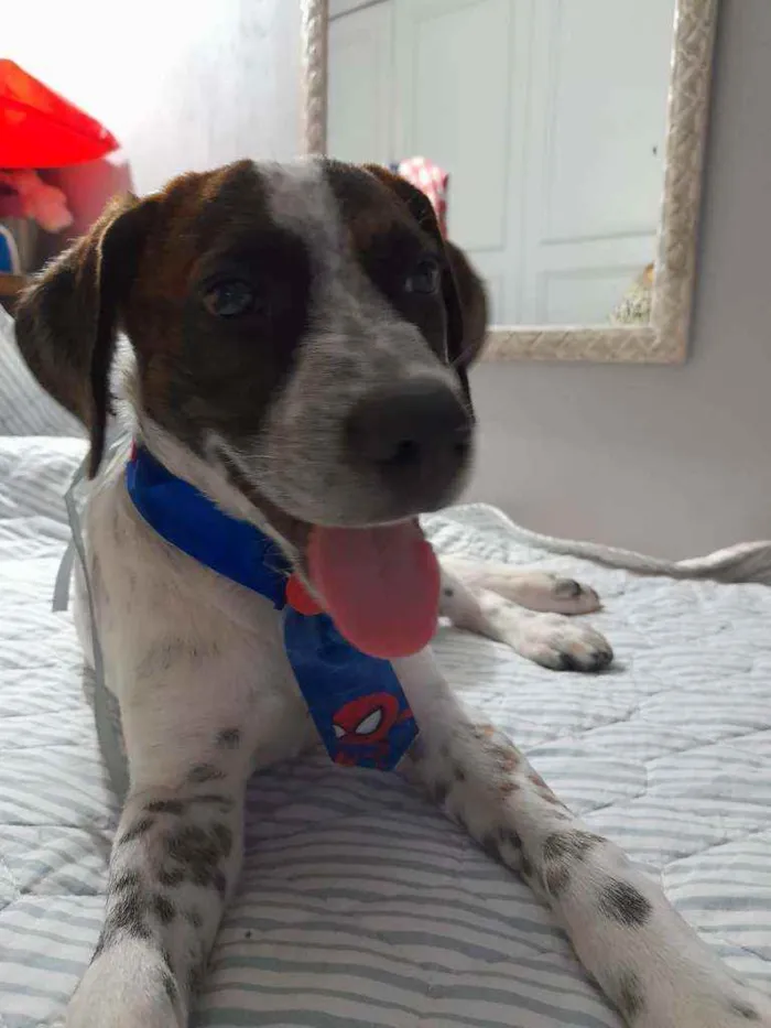 Cachorro ra a SRD idade 2 a 6 meses nome Dudu