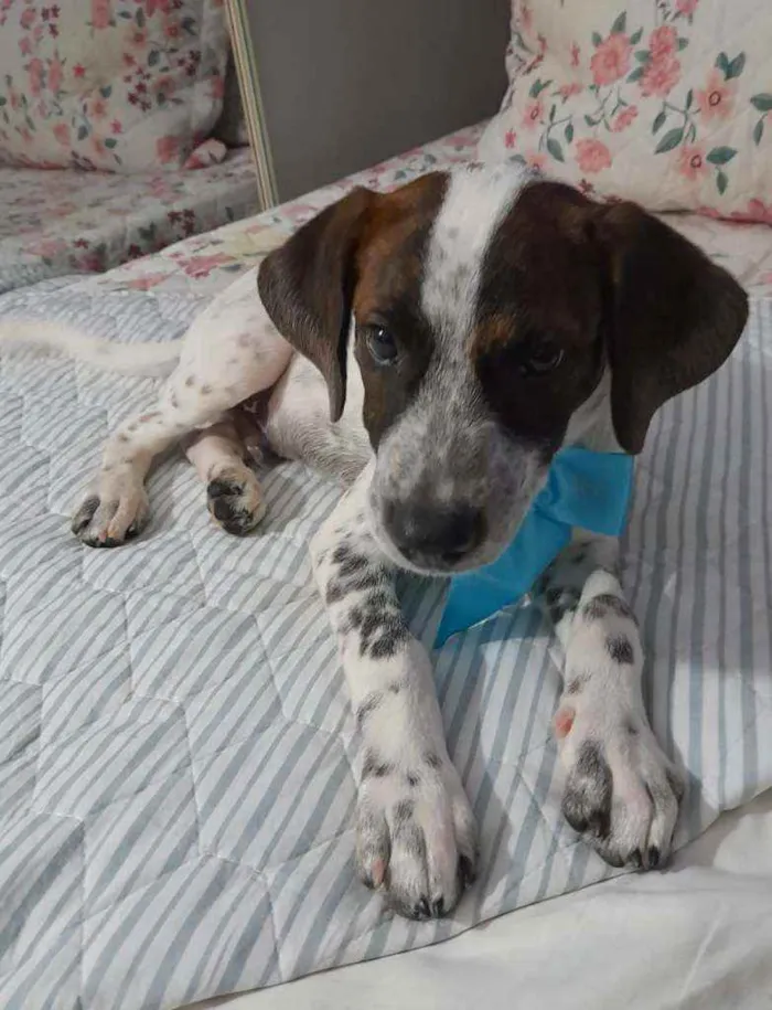 Cachorro ra a SRD idade 2 a 6 meses nome Dudu
