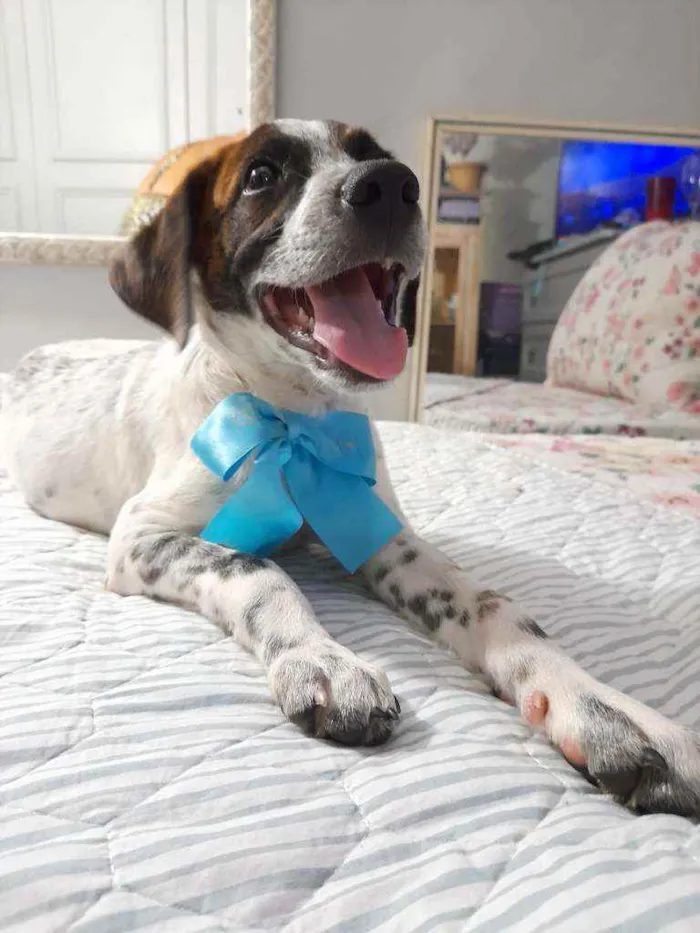 Cachorro ra a SRD idade 2 a 6 meses nome Dudu
