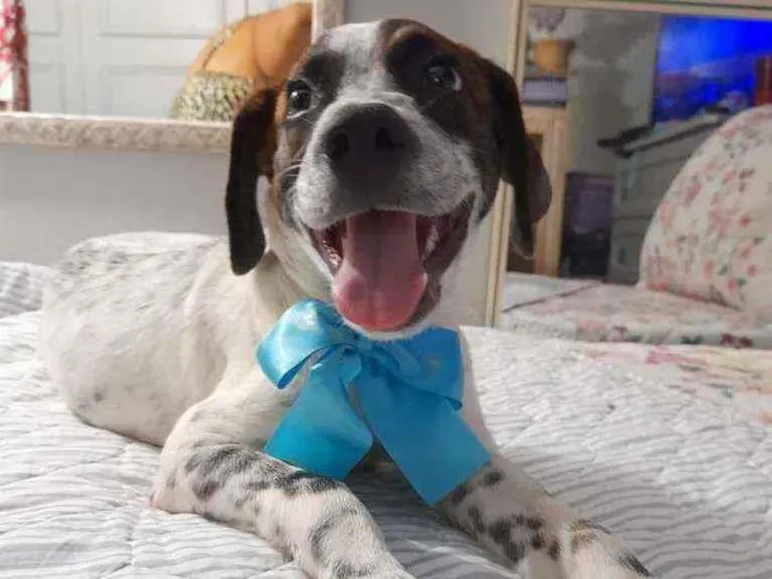 Cachorro ra a SRD idade 2 a 6 meses nome Dudu