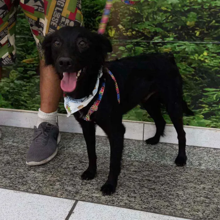 Cachorro raça SRD idade 2 anos nome Solimões