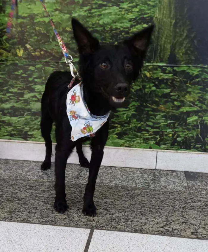 Cachorro raça SRD idade 2 anos nome Solimões
