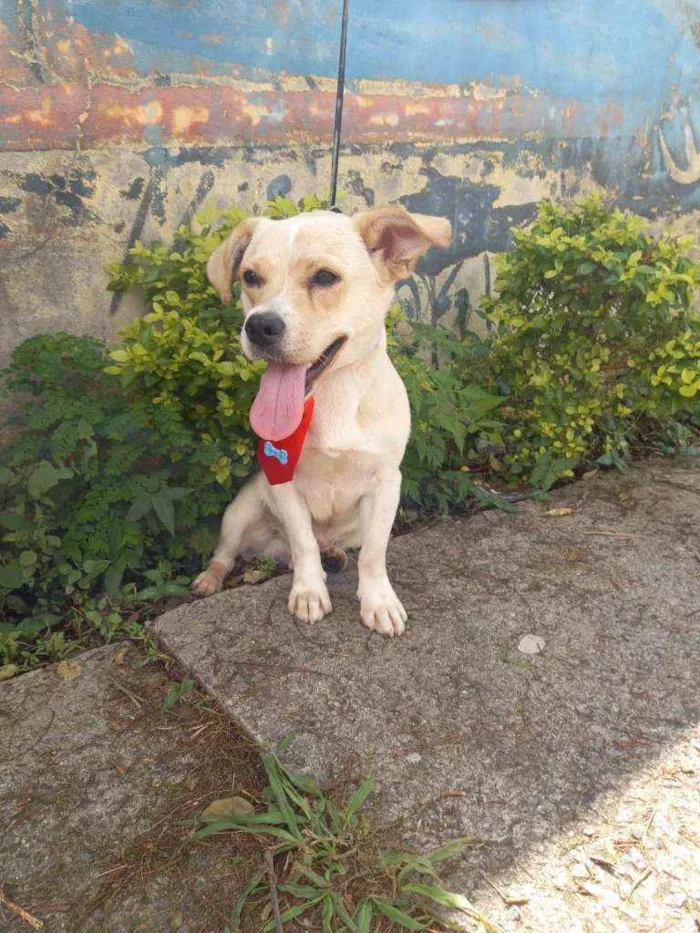 Cachorro raça SRD idade 1 ano nome Milk