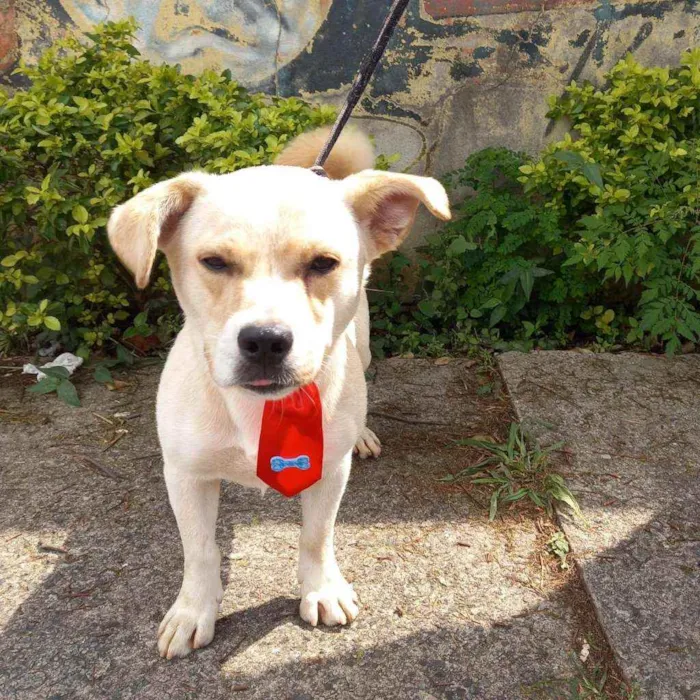 Cachorro raça SRD idade 1 ano nome Milk