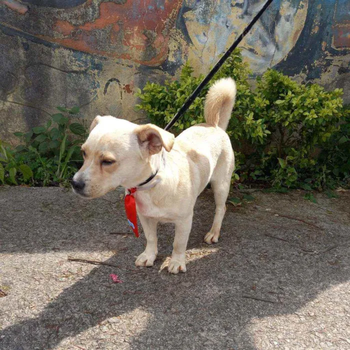 Cachorro raça SRD idade 1 ano nome Milk