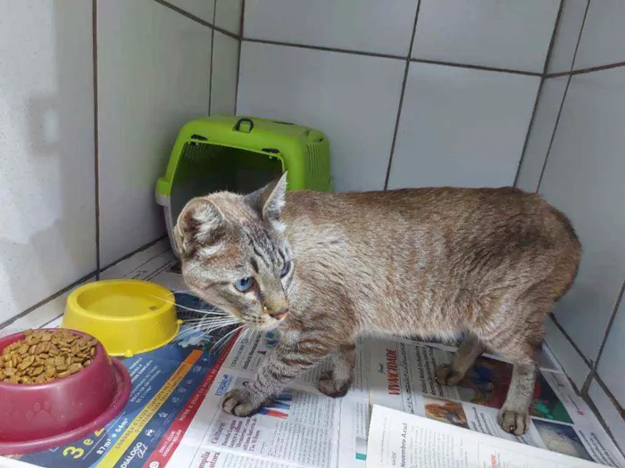 Gato raça SRD idade 3 anos nome Principe