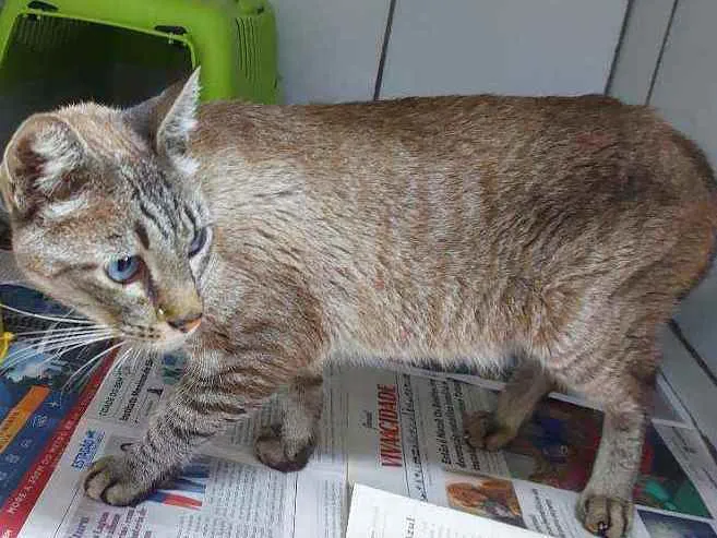 Gato raça SRD idade 3 anos nome Principe