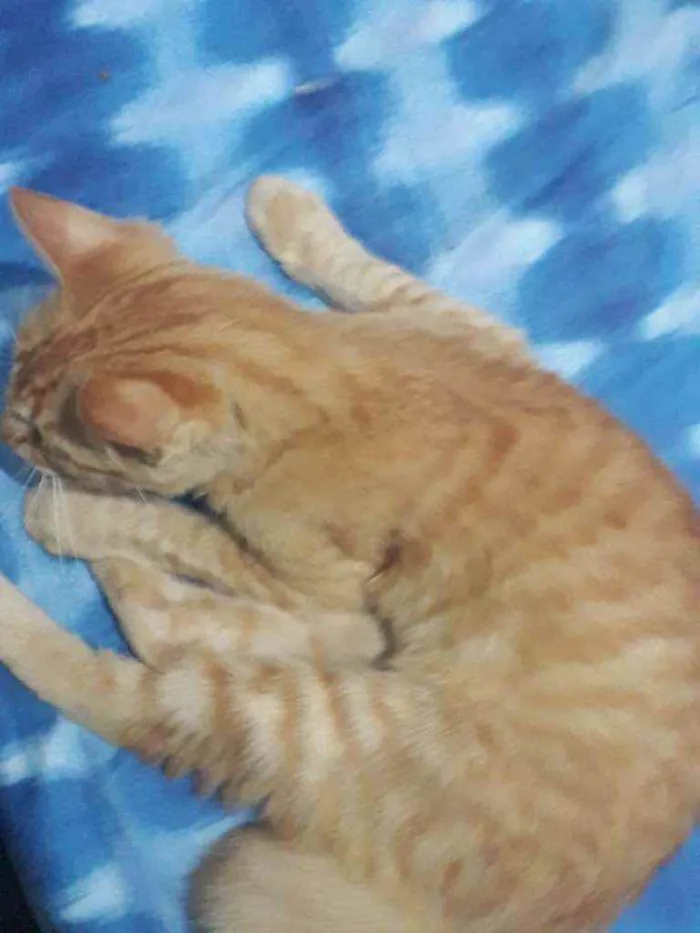 Gato raça Srd idade 2 a 6 meses nome Jimmy