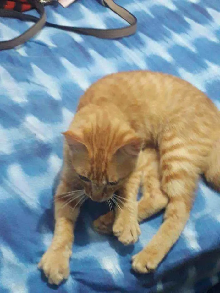 Gato raça Srd idade 2 a 6 meses nome Jimmy