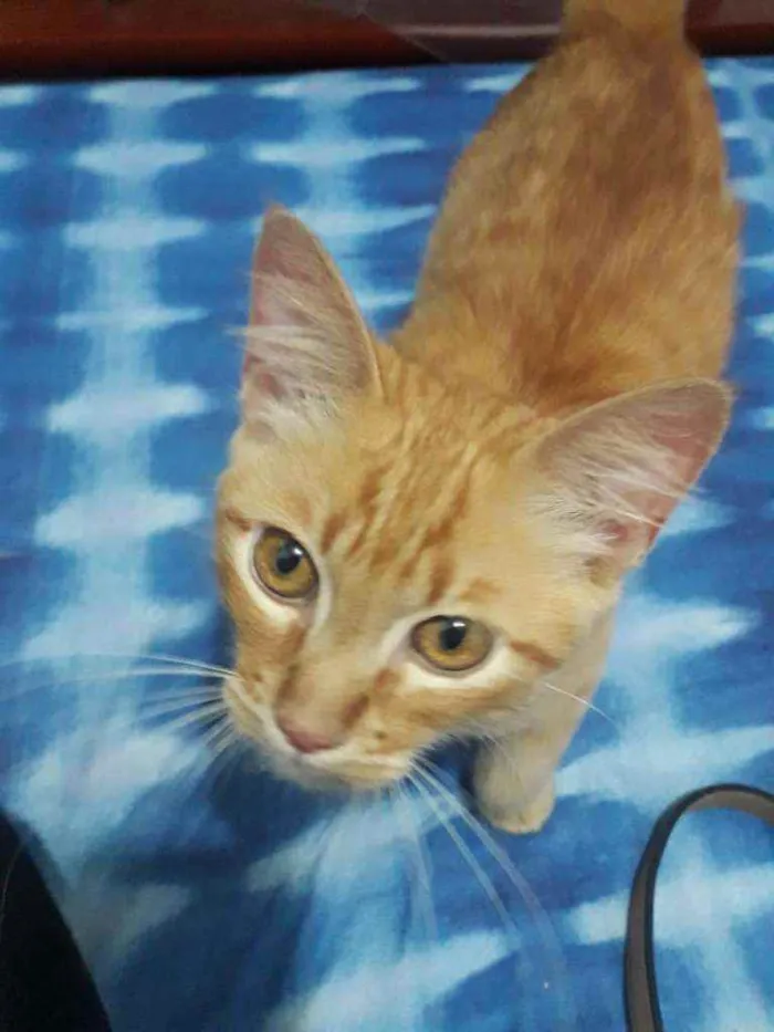 Gato raça Srd idade 2 a 6 meses nome Jimmy