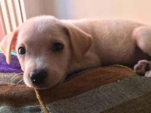 Cachorro raça SRD idade 2 a 6 meses nome Simba