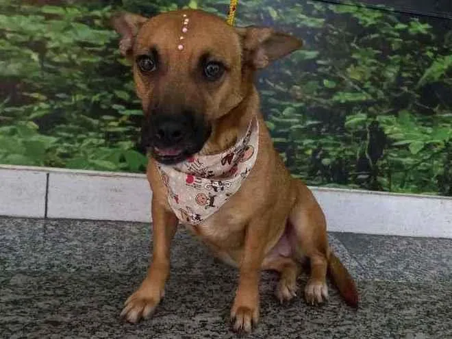 Cachorro raça SRD idade 2 anos nome Cacau