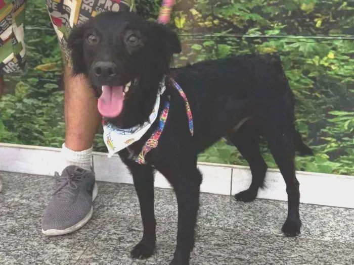 Cachorro raça SRD idade 2 anos nome Solimões