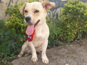 Cachorro raça SRD idade 1 ano nome Milk