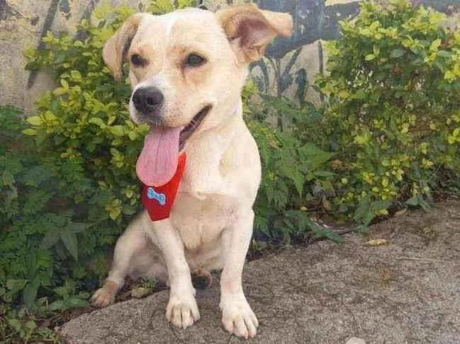 Cachorro raça SRD idade 1 ano nome Milk