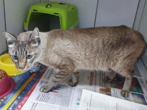 Gato raça SRD idade 3 anos nome Principe