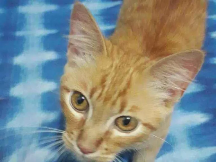 Gato raça Srd idade 2 a 6 meses nome Jimmy