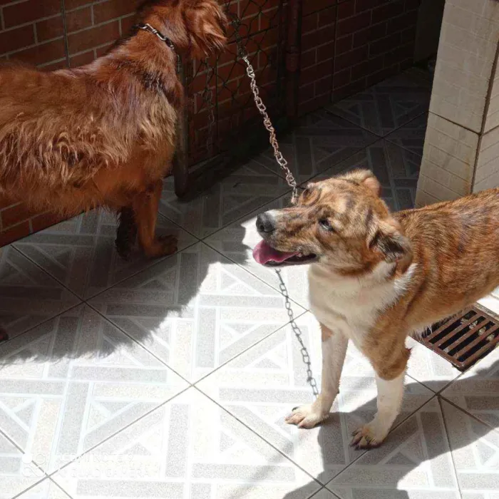 Cachorro ra a Sem raça definida idade 2 anos nome Bela