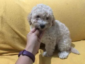 Cachorro raça Poodle idade 2 a 6 meses nome Algodão